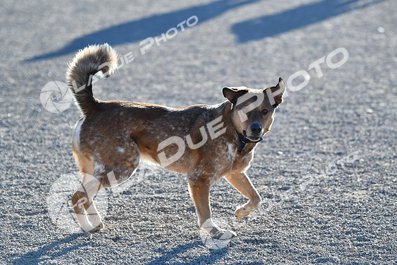 210118_SpringCanyonDogPark003