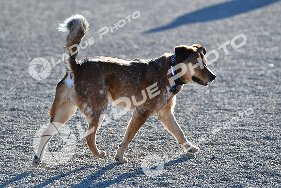 210118_SpringCanyonDogPark002