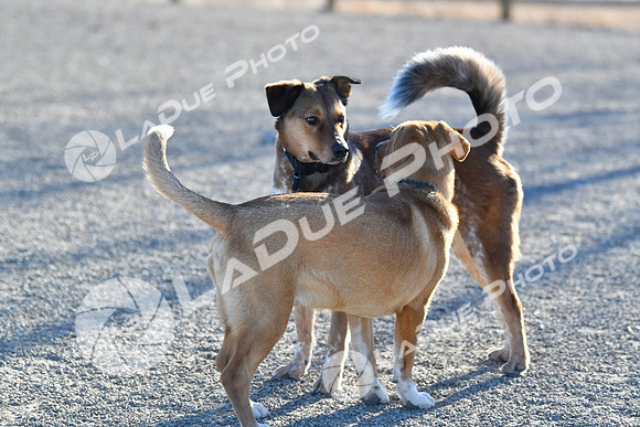 210118_SpringCanyonDogPark004