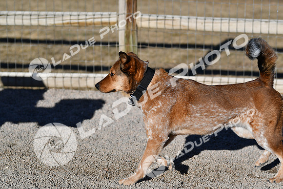 210118_SpringCanyonDogPark001