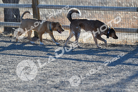 210118_SpringCanyonDogPark006