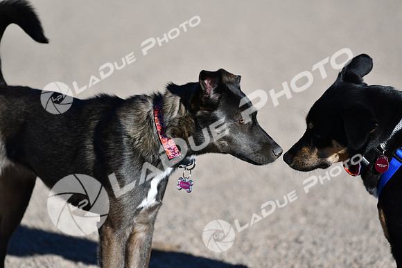 210118_SpringCanyonDogPark007