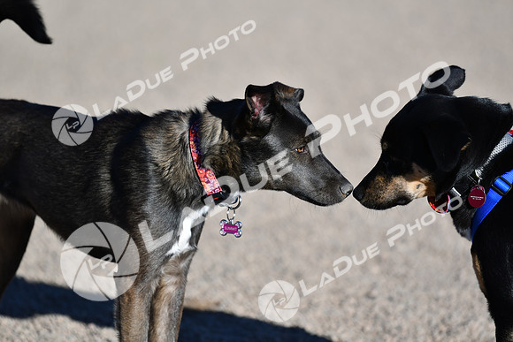 210118_SpringCanyonDogPark008