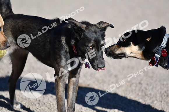 210118_SpringCanyonDogPark009