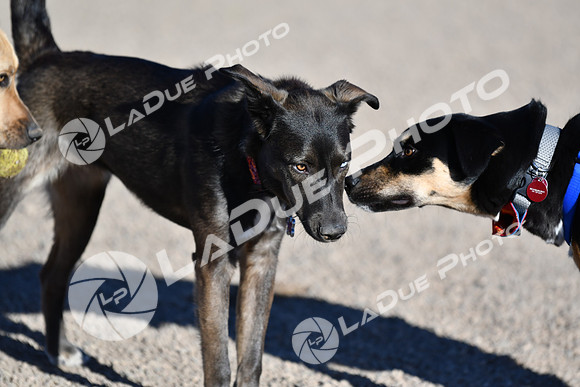 210118_SpringCanyonDogPark010