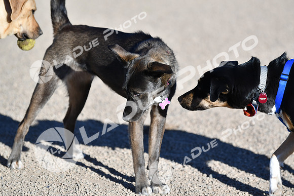 210118_SpringCanyonDogPark012