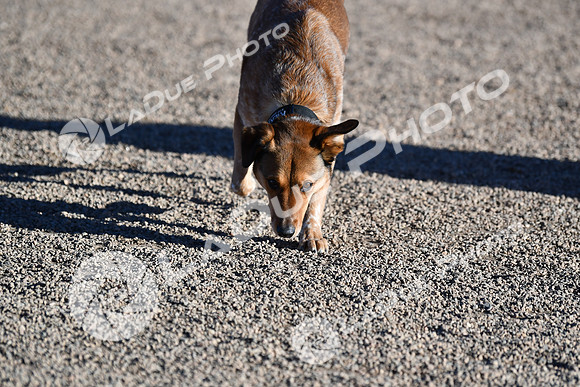 210118_SpringCanyonDogPark013