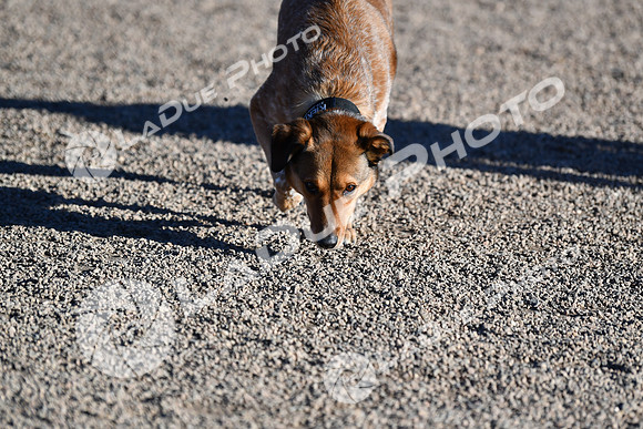 210118_SpringCanyonDogPark014