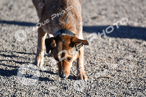 210118_SpringCanyonDogPark015