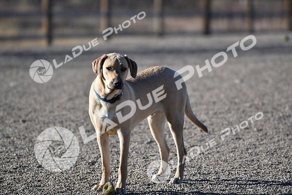 210118_SpringCanyonDogPark016