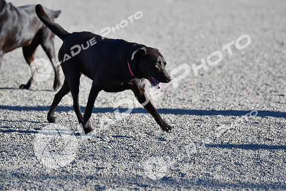 210118_SpringCanyonDogPark018