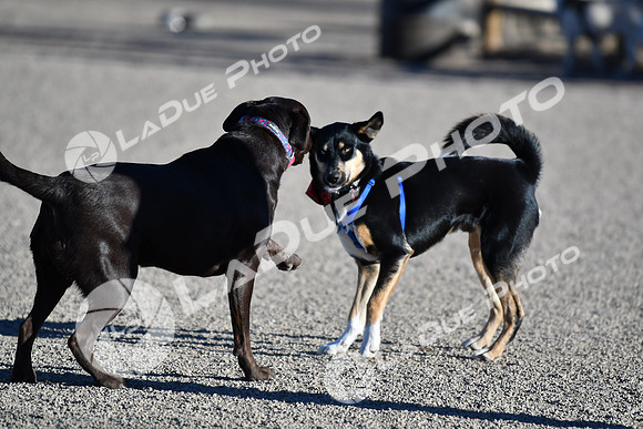 210118_SpringCanyonDogPark025