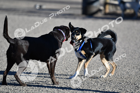 210118_SpringCanyonDogPark026