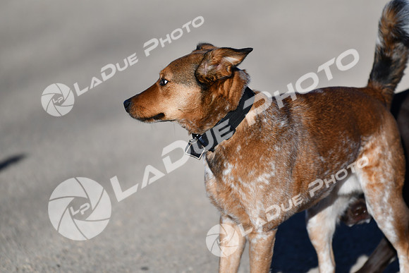 210118_SpringCanyonDogPark028