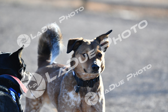 210118_SpringCanyonDogPark029