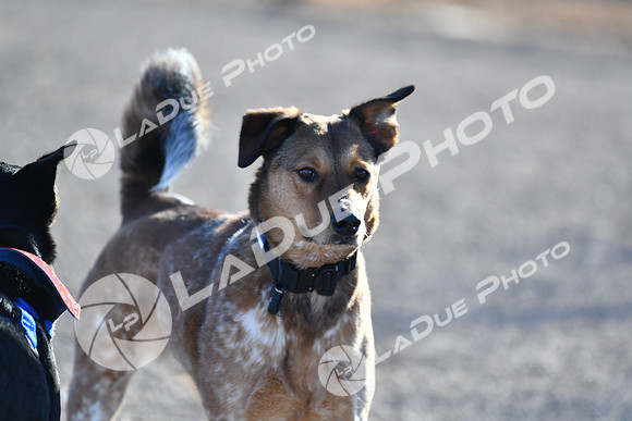 210118_SpringCanyonDogPark030