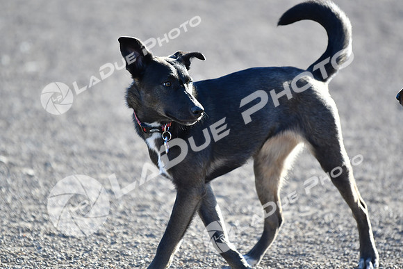 210118_SpringCanyonDogPark031