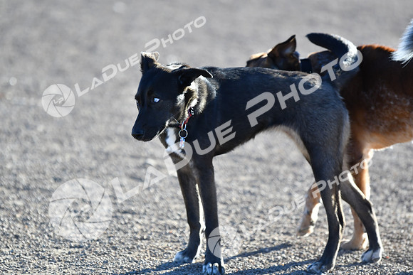 210118_SpringCanyonDogPark032