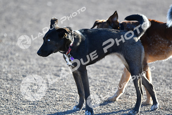 210118_SpringCanyonDogPark033