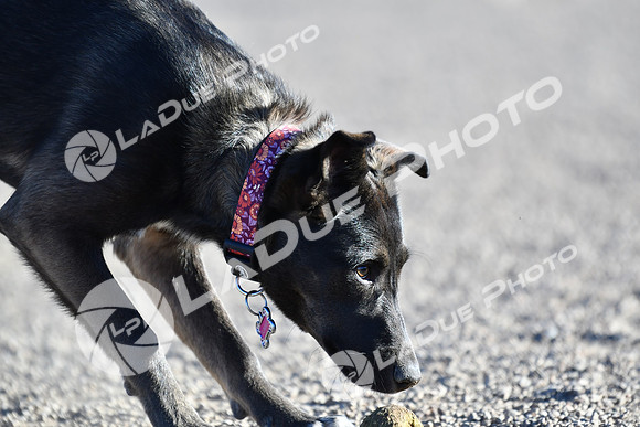 210118_SpringCanyonDogPark034