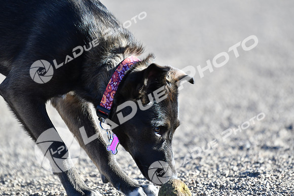 210118_SpringCanyonDogPark035