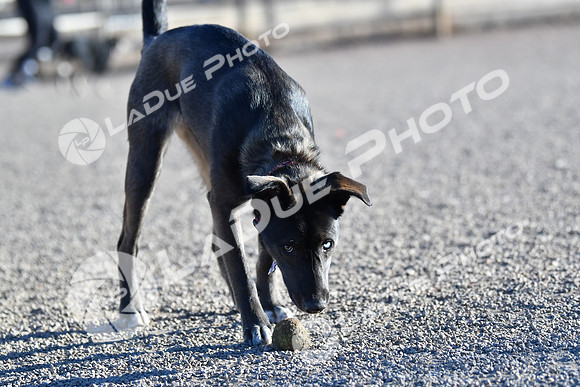 210118_SpringCanyonDogPark036