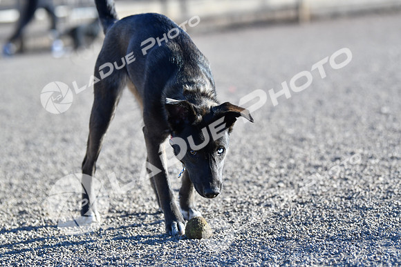 210118_SpringCanyonDogPark037