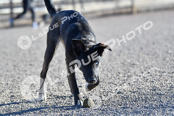 210118_SpringCanyonDogPark038