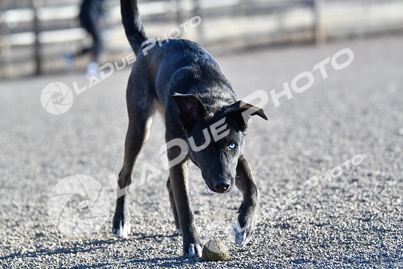210118_SpringCanyonDogPark039