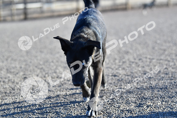 210118_SpringCanyonDogPark040