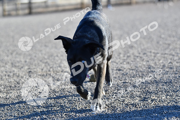 210118_SpringCanyonDogPark041