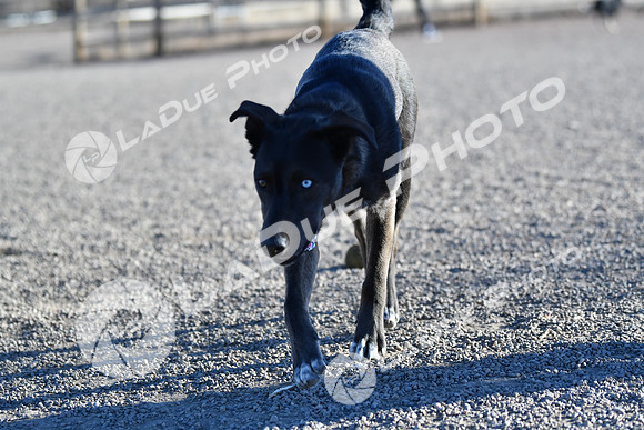 210118_SpringCanyonDogPark042