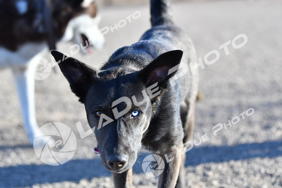 210118_SpringCanyonDogPark043