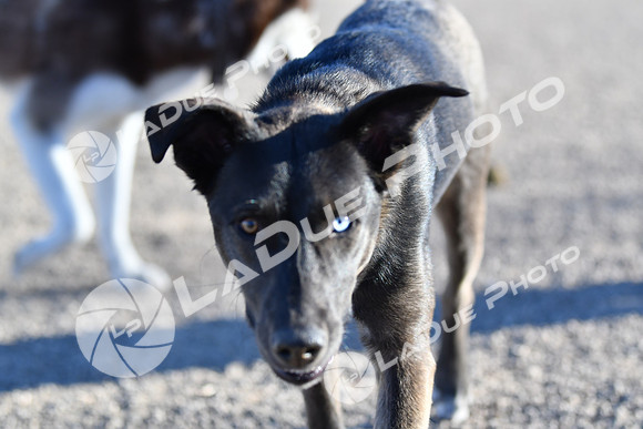 210118_SpringCanyonDogPark044
