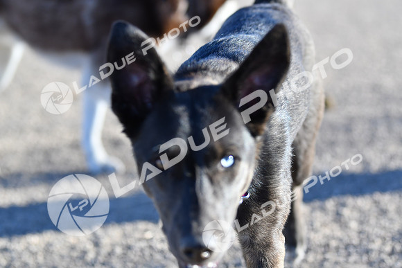 210118_SpringCanyonDogPark045
