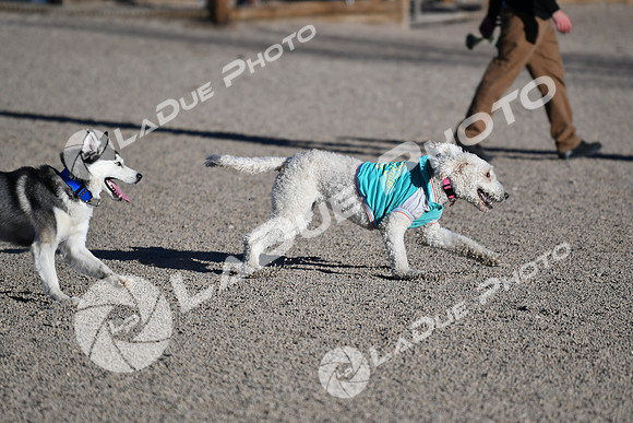 210118_SpringCanyonDogPark046