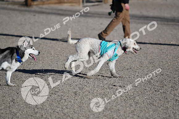 210118_SpringCanyonDogPark047