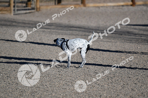 210118_SpringCanyonDogPark048