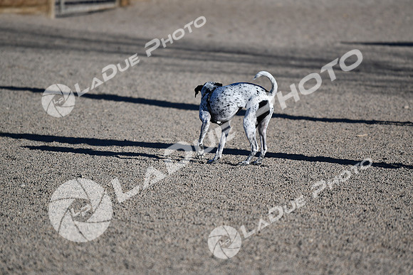 210118_SpringCanyonDogPark049