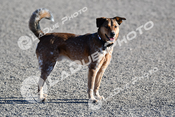 210118_SpringCanyonDogPark050
