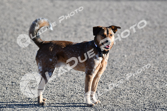 210118_SpringCanyonDogPark051