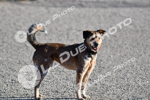 210118_SpringCanyonDogPark052