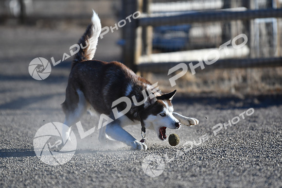 210118_SpringCanyonDogPark053
