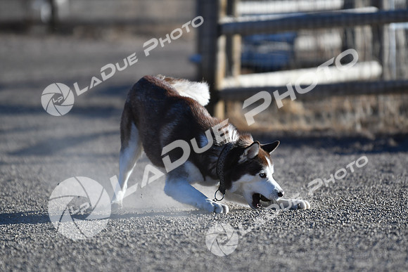 210118_SpringCanyonDogPark054