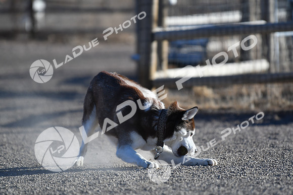 210118_SpringCanyonDogPark055