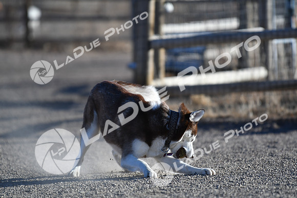 210118_SpringCanyonDogPark056