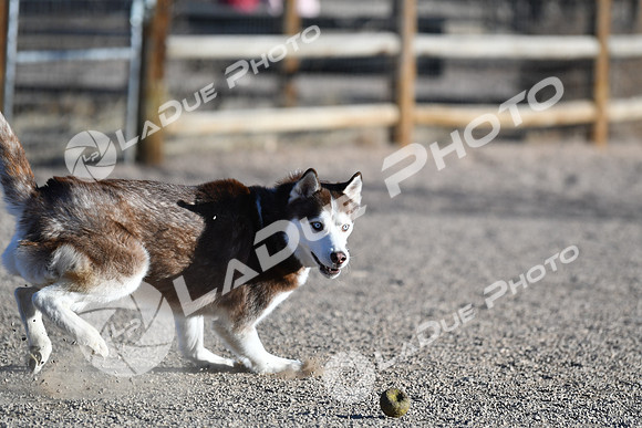 210118_SpringCanyonDogPark057