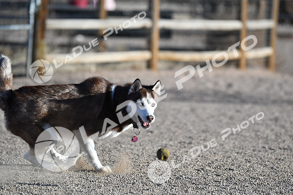 210118_SpringCanyonDogPark058