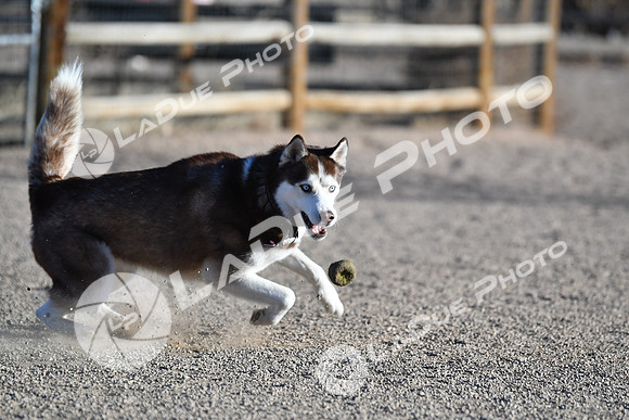 210118_SpringCanyonDogPark059