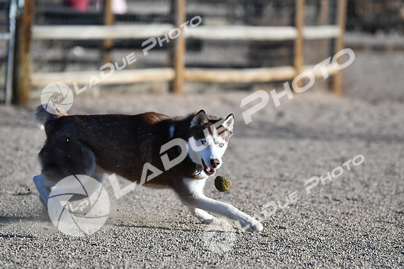 210118_SpringCanyonDogPark060